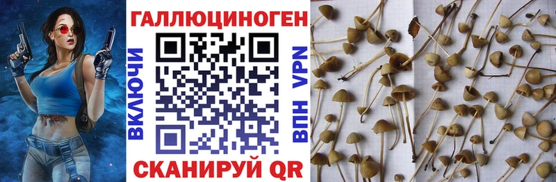 Псилоцибиновые грибы Cubensis  MEGA вход  Петровск-Забайкальский 